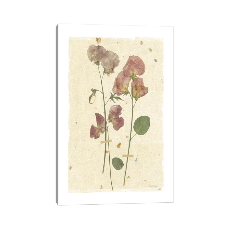 Pressed Sweetpea by Carol Robinson - Wrapped Canvas Print, 20.32 cm H x 30.48 cm W