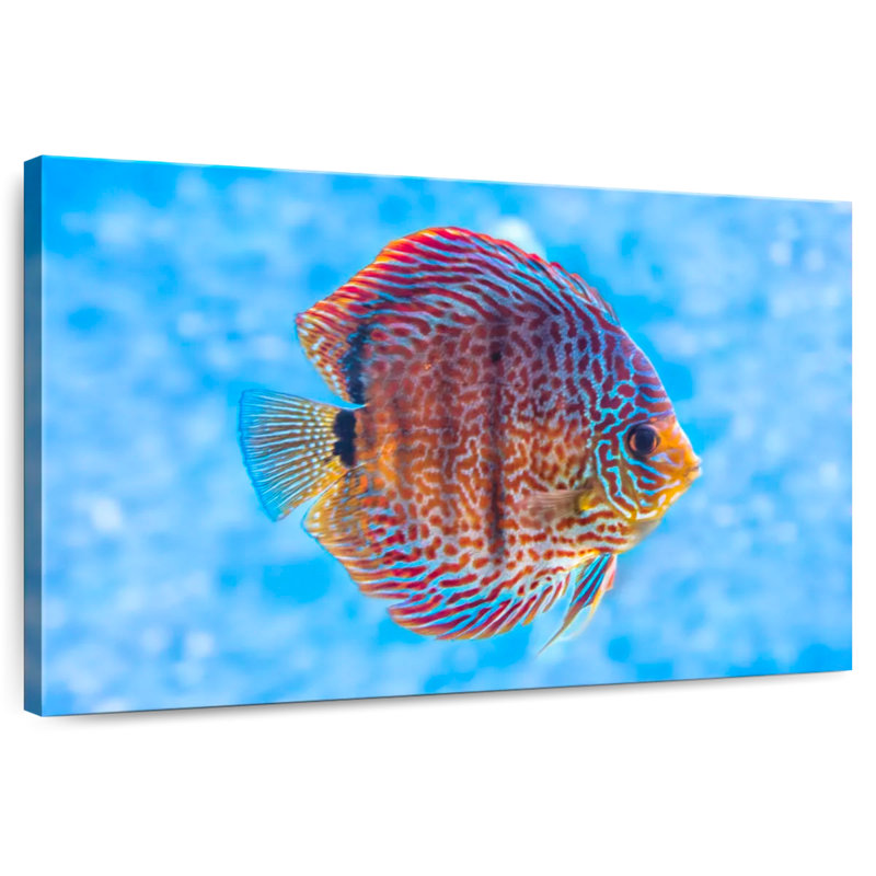 Brampt Freshwater Discus Fish, 16" H x 24" W