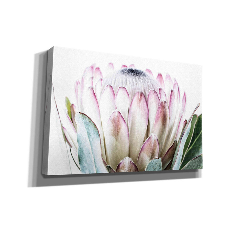 «Pale Protea Détail I» sur toile par Elise Catterall, H 12 po x l 18 po x P 0,75 po
