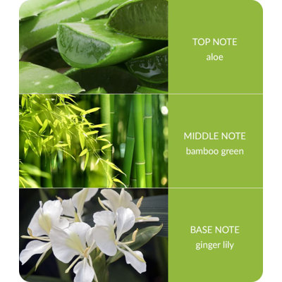 Bamboo Everyday Plant / Floral Reed Diffusers - Bamboo & Ginger Lily