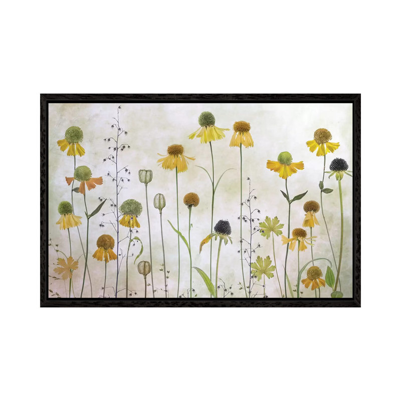 Helenium by Mandy Disher - Print on Canvas, Black Framed, 45.72cm H x 66.04cm W x 3.81cm D