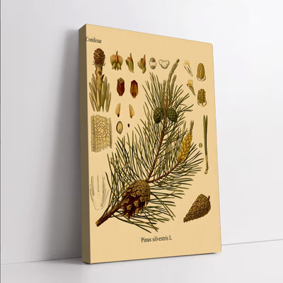 1 pièce d'art mural, affiches encadrées, art mural rétro imprimé botanique Coniferae, illustration de Pinus Silvestris L.