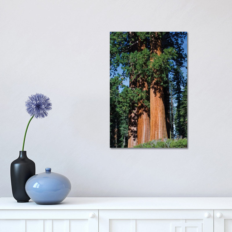 Giant Sequoia Trees In A Forest, Sequoia National Park, California, USA I - Wrapped Canvas Print, 30.48 cm H x 45.72 cm W
