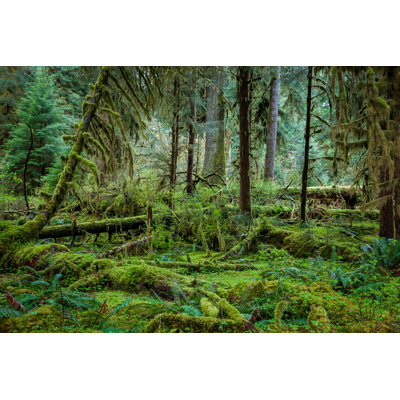 Deep Forest In Olymic National Park by Superpopov - Wrapped Canvas Print
