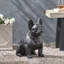 Statue de jardin bouledogue français d'extérieur sans assemblage requis-304758356
