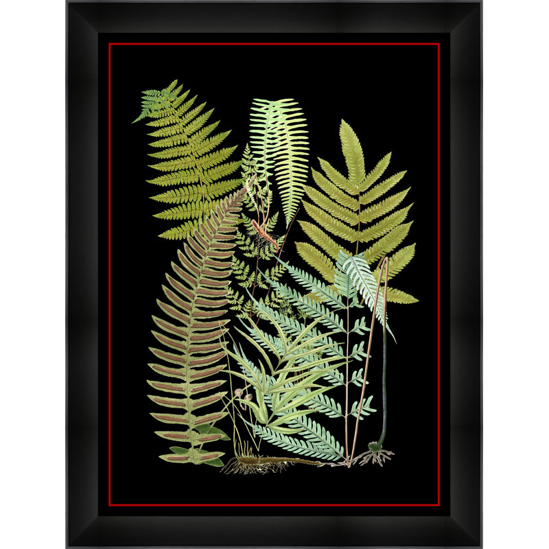 Fern 1 par Thom Filicia - reproduction d'art sur papier encadrée