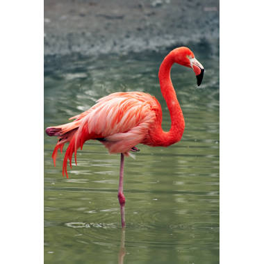 Primghar Pink Flamingo On Canvas by Ivan101 Print
