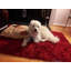 Tapis décoratif à poils longs rouge-20360744