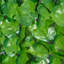 100cm Faux Ivy Hedge in Freestanding