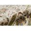 Chantel Oriental Area Rug in Ivory