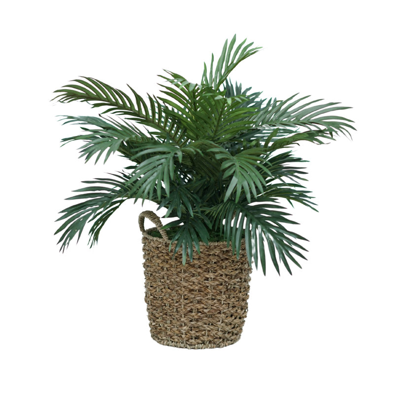 Palmier 26 po dans un panier en ruppie maritime naturelle