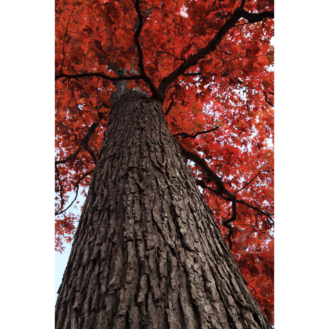 Red Black Oak Tree von Orchidpoet - Kunstdrucke auf Leinwand ohne Rahmen