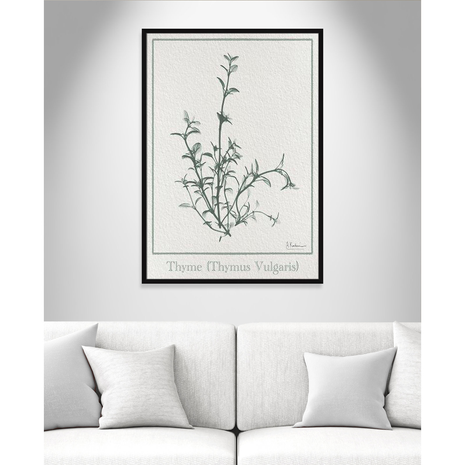 Jeanette "Thymus Vulgaris" Print, 41.5" H x 29.5" W x 1.25" D, Satin Black Framed Paper
