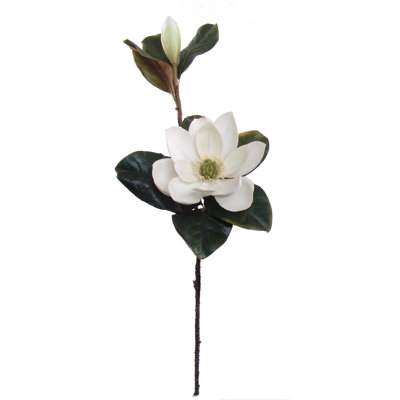 Tige de magnolia