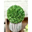 Buis de plantes en faux conserve
