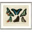 Oken's Naturalist Butterfly VIII Print