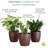 Live Low Light Houseplant Set of 3-70535089