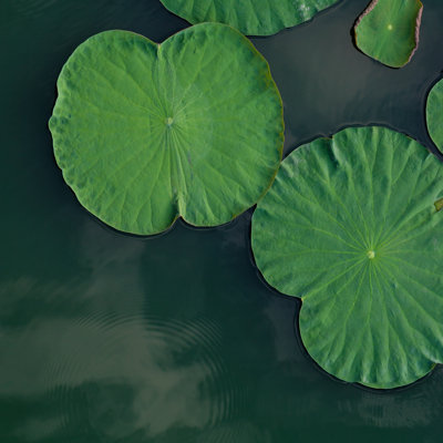 " Green Lotus Leaves " by Kerdkanno