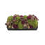 Assorted Sedum and Roses in Fiberstone Planter