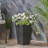 JUDE PLANTER