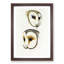 Illustration of Two Owls by John Gould - Picture Frame Painting Print-55579700-55579702