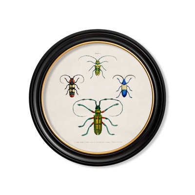 Beetles by Mid-1800s - Single Picture Frame Print on Archival Matt 230gsm Paper