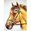 Stallion In A Saddle Print