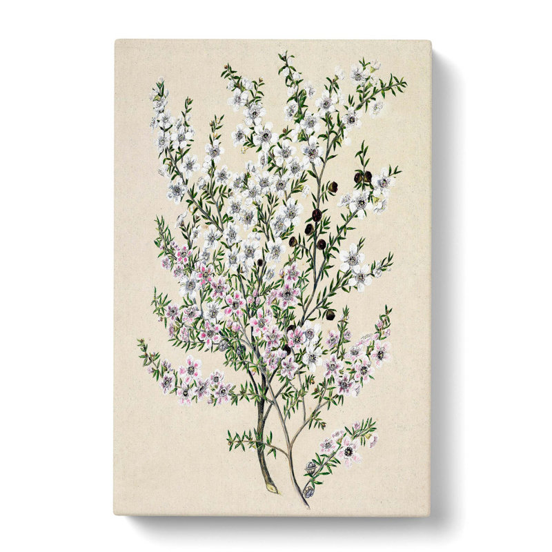 Manuka Flowers by Sarah Featon - Wrapped Canvas Painting, 60cm H x 40cm W x 3cm D