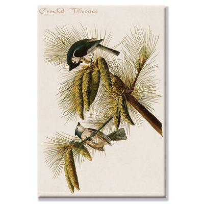 « crested titmouse », impression sur toile tendue