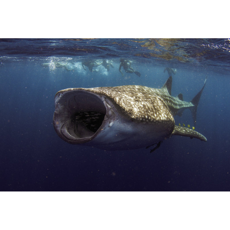 Whale Shark With Mouth Wide Open Feeding by Damedeeso - Wrapped Canvas Print, 51cm H x 76cm W x 3.8cm D