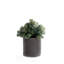 Faux Succulent Plant in Ceramic Planter