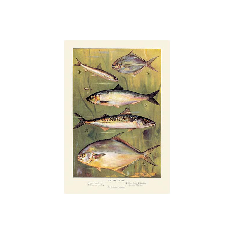 Publicité rétro eau salée fish