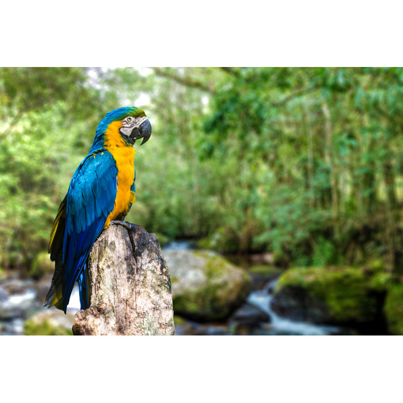 Colorful Macaw by Filipefrazao - No Frame Art Prints on Canvas, 30cm H x 46cm W