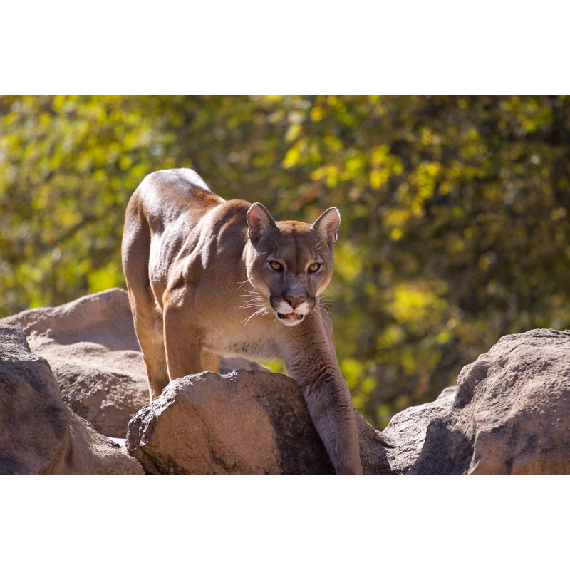 Puma Concolor (Cougar) - Wrapped Canvas Print, 51cm H x 76cm W x 3.8cm D