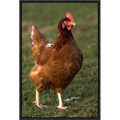 " Domestic Chicken, Close-Up Of Free-Range Hen, England "