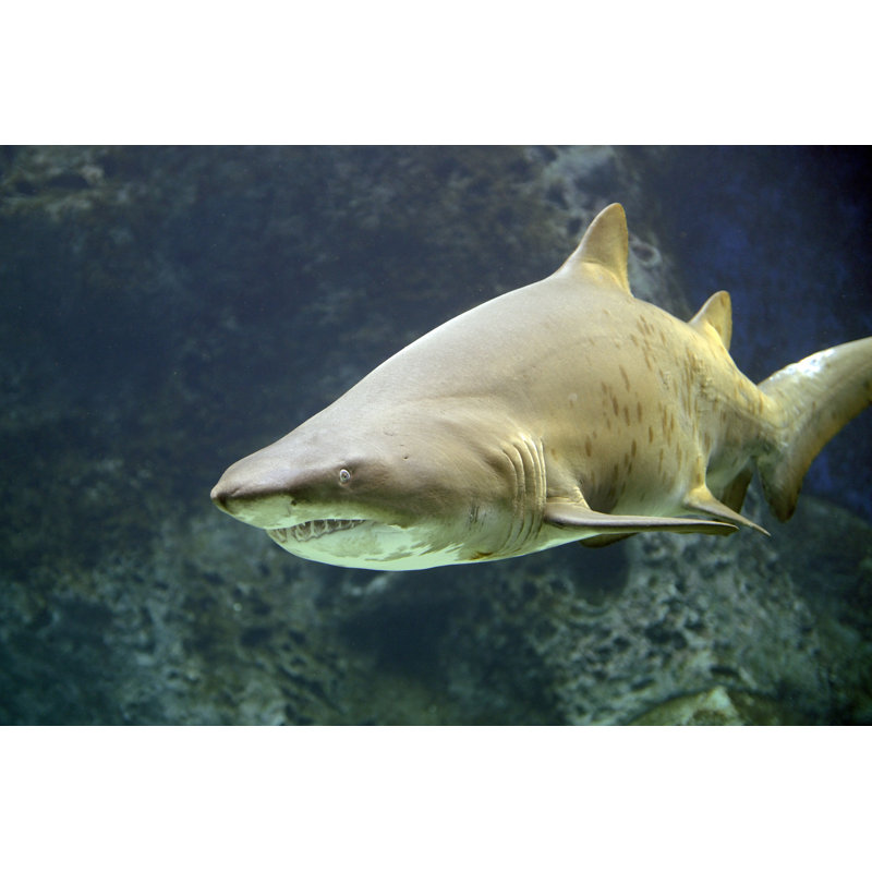 Sand Shark by Creepers888 - Wrapped Canvas Print, 61cm H x 91cm W x 3.8cm D