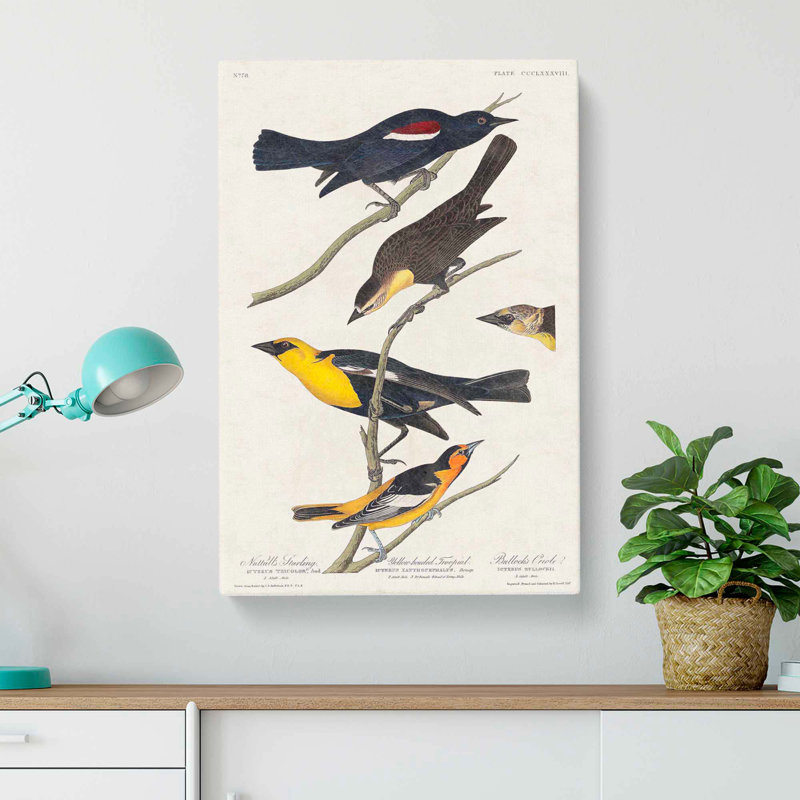 An Assortment of Birds by John James Audubon - Wrapped Canvas Painting Pint - Wrapped Canvas, 50cm H x 35cm W x 3cm D