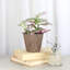 Live Tradescantia Nanouk Plant-2073886006