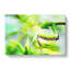 Peering Praying Mantis - Wrapped Canvas-56634196