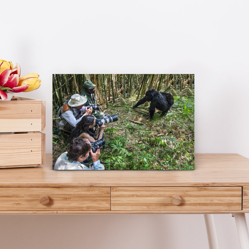 Photographers And Mountain Gorilla , Rwanda, Africa Contemporary Bamboo Monkey Wall Art, H 12 po x l 18 po