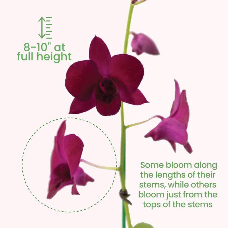 Dendrobium Orchid in 4-Inch Black Pot with Purple Flowers