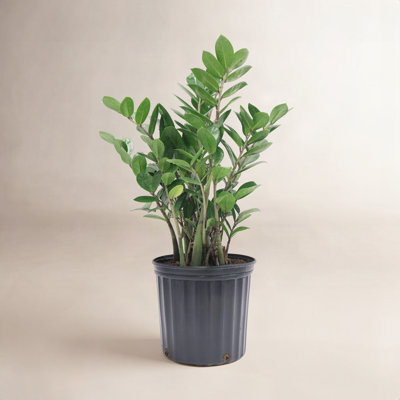 Costa Farms ZZ Plant