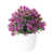 Rose rouge est en rupture de stock