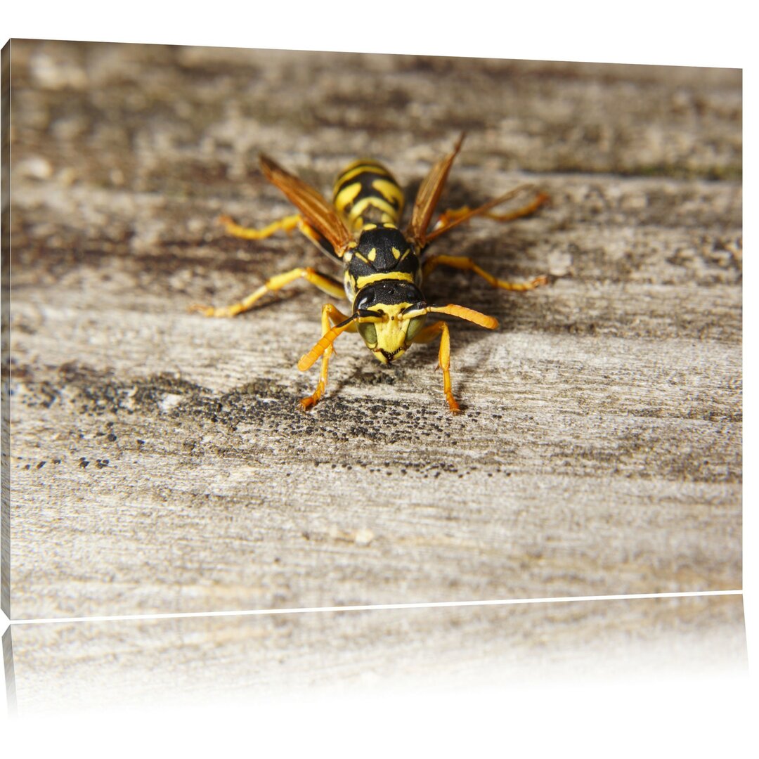 Leinwandbild Kleine Biene auf Holz