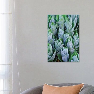 False Hellebore With Frost, Gothic, Colorado by Tim Fitzharris - No Frame Gallery-Wrapped Canvas Giclée on Canvas