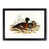Black Framed selected