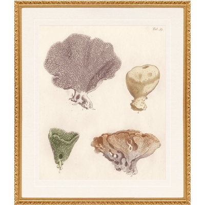 «Martha Pond Lily», art mural Shell Study: Collection II, 24 po x 28 po, décor de salon et de chambre à coucher, encadré