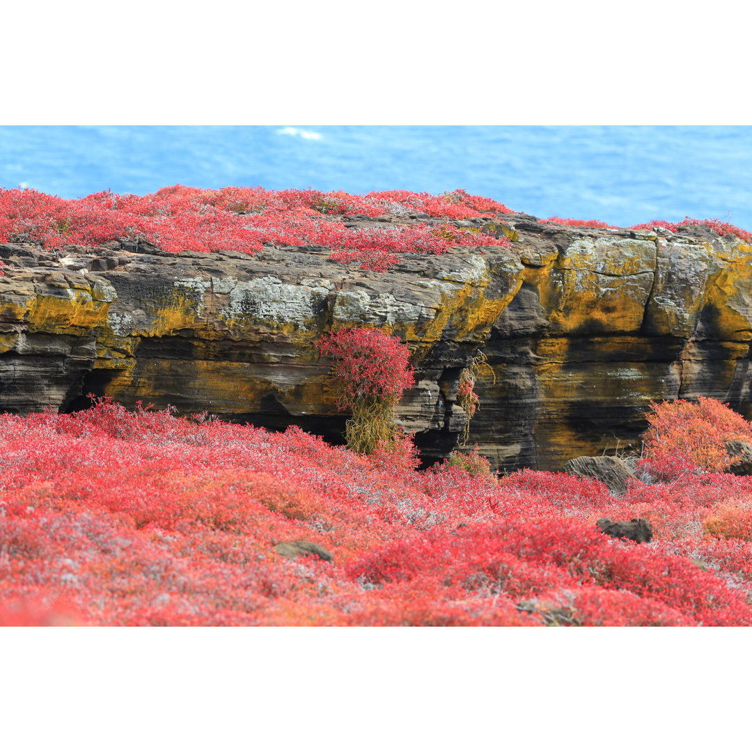 Galapagos-Landschaft von Mantaphoto - Druck