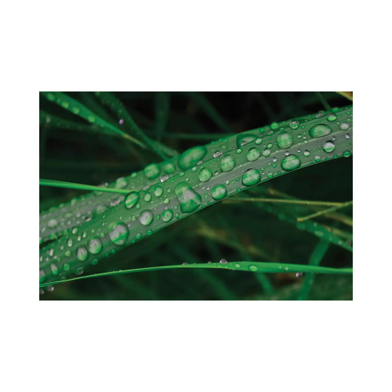 Rain Drop Beach Grass by Savanah Plank - Wrapped Canvas Panoramic Print, 20.32 cm H x 30.48 cm W