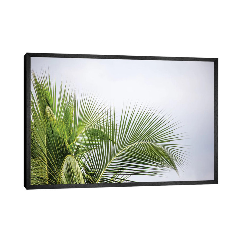 Palm Tree by Mark Paulda - Print on Canvas, 66.04 cm H x 45.72 cm W, Black Framed